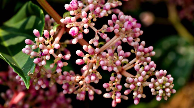 A medinilla lenyűgöző szépségének megőrzéséhez elengedhetetlen a helyes téli gondozás. Az alábbiakban néhány hasznos tippet találsz, hogy ez a különleges növény a hideg hónapokban is ragyogjon.

Először is, fontos, hogy a medinillát világos, de közvetlen 