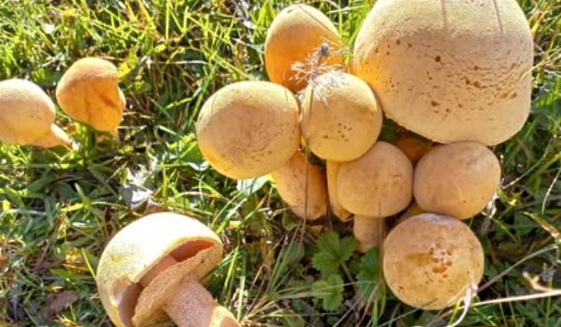 A Szinevéri Nemzeti Park varázslatos élővilága között megtalálható egy különleges és védett gombafaj, melynek létezése igazi ritkaságot jelent a természetbúvárok számára. Ez a gomba nemcsak a park biodiverzitását gazdagítja, hanem a helyi ökoszisztéma egé