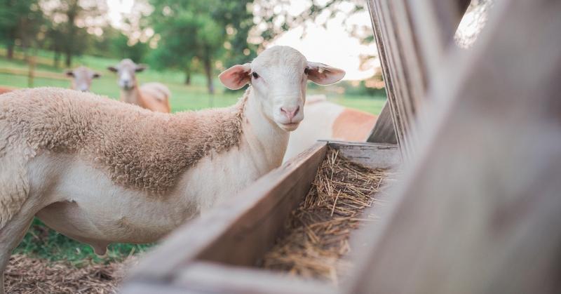 Milliók vesztek el a reménytelenség tengerében a görög gazdák sorai között.