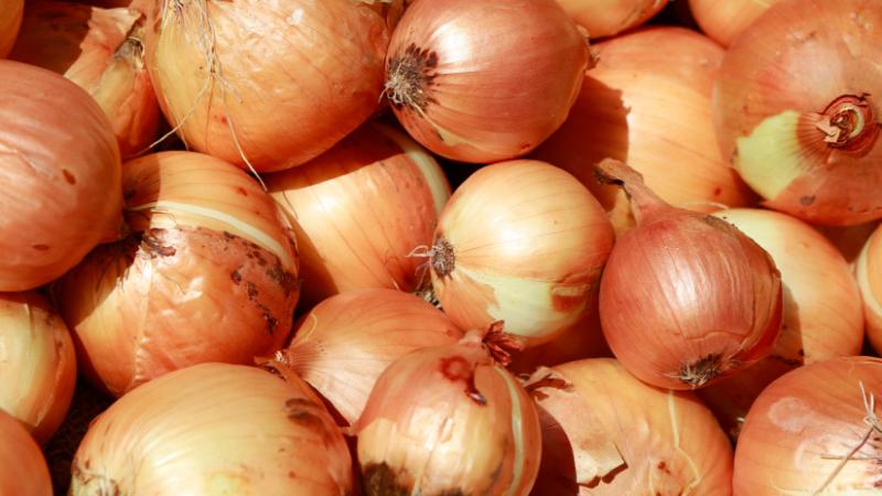 Megdöbbentő, ami a hagymával zajlik számos piacon: felfedjük az igazságot - Agrárszektor.